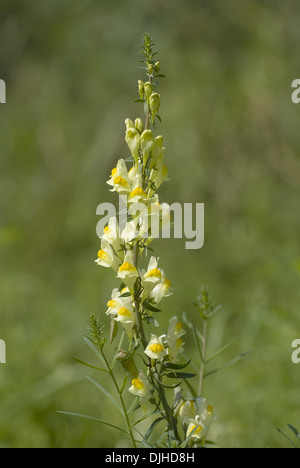 common toadflax, linaria vulgare Stock Photo