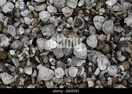 Oyster Shells and Slipper Limpets on the beach at Selsey, West Sussex, UK Stock Photo