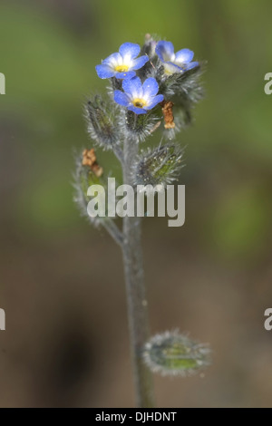 early forget-me-not, myosotis ramosissima Stock Photo