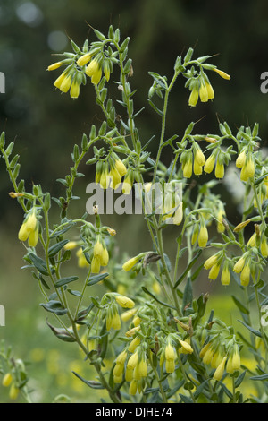 onosma, onosma arenaria Stock Photo