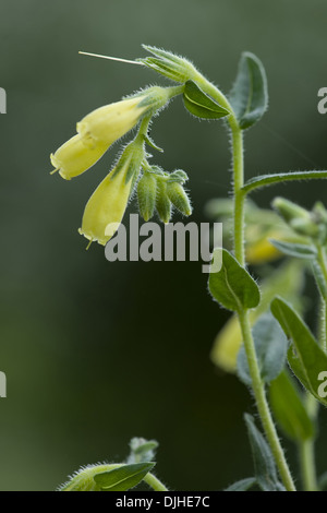 onosma, onosma arenaria Stock Photo