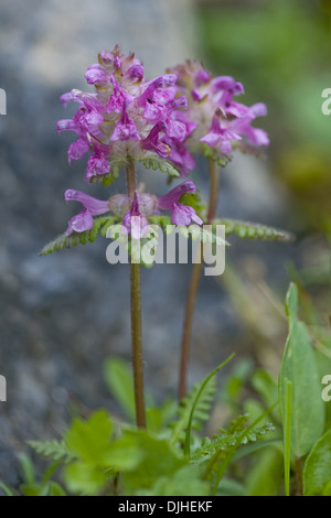 long-nosed lousewort, pedicularis rostratocapitata Stock Photo