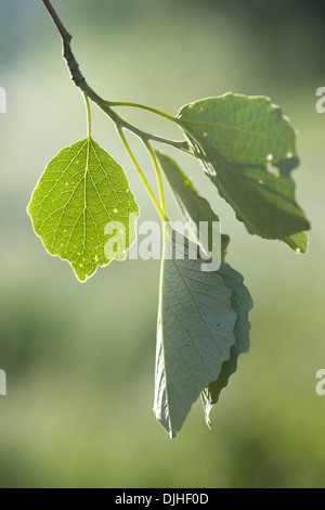 silver poplar, populus alba Stock Photo