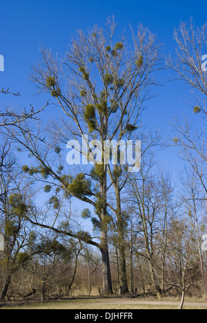 canadian poplar (populus canadensis) with mistletoes (viscum album) Stock Photo