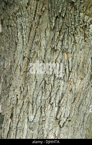 grey poplar, populus x canescens Stock Photo