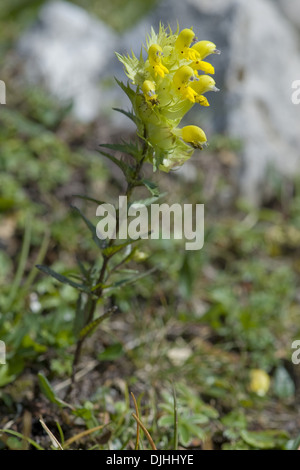 rattle, rhinanthus glacialis Stock Photo