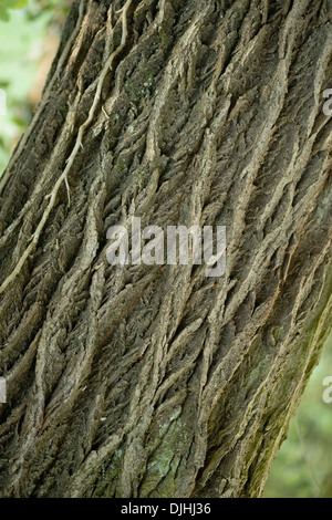 white willow, salix alba Stock Photo