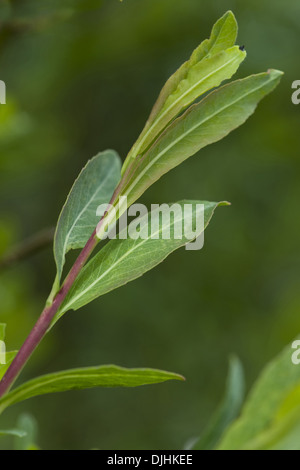 purple willow, salix purpurea Stock Photo