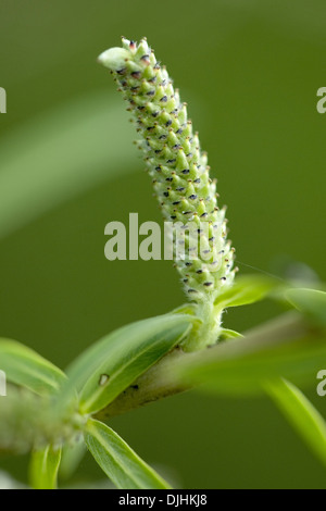 purple willow, salix purpurea Stock Photo