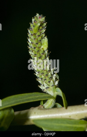 purple willow, salix purpurea Stock Photo