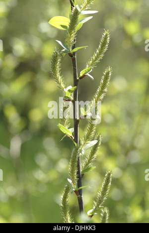 balsam willow, salix pyrifolia Stock Photo