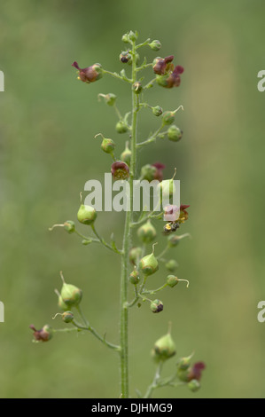 scopoli figwort, scrophularia scopolii Stock Photo