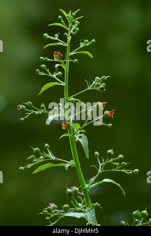 water figwort, scrophularia auriculata Stock Photo