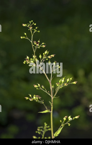 common figwort, scrophularia nodosa Stock Photo