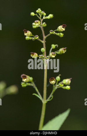 green figwort, scrophularia umbrosa Stock Photo