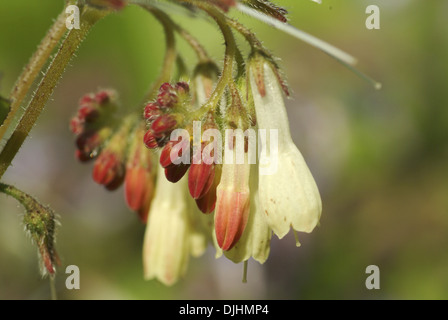dwarf comfrey, symphytum grandiflorum Stock Photo