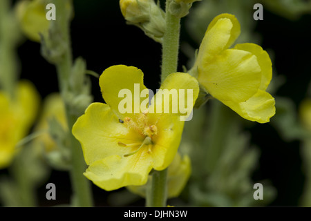 dense-flowered mullein, verbascum densiflorum Stock Photo