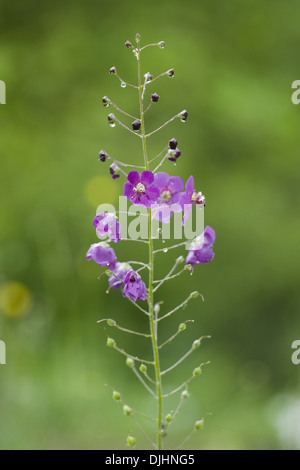 purple mullein, verbascum phoeniceum Stock Photo