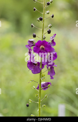 purple mullein, verbascum phoeniceum Stock Photo