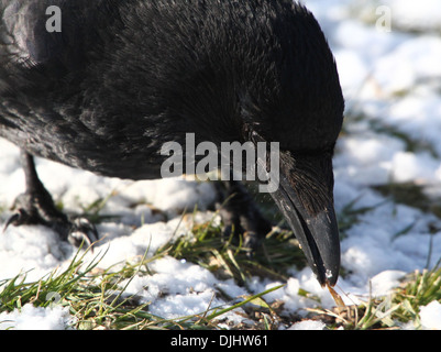 Extreme crop of a black carrion crow (Corvus Corone) foraging for food in the snow Stock Photo