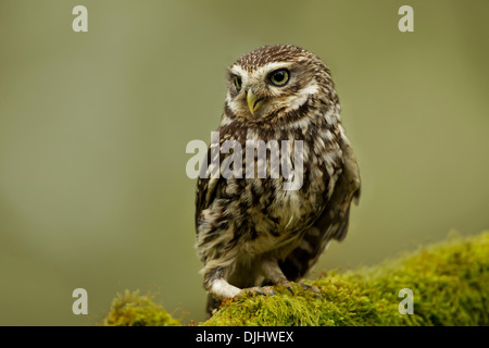 Little owl perched on a mossy branch in a wood, Northamptonshire, England, UK