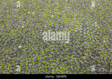 Moss-grown pavement Stock Photo