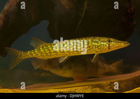 Pickerel fish hi-res stock photography and images - Page 2 - Alamy