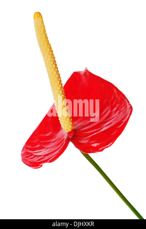 Red anthurium flower isolated on white background. Closeup. Stock Photo