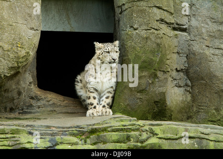 snow leopard cub Stock Photo