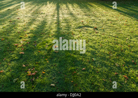 Shadows on grass. Early morning Autumn sunlight shining through trees creating light and shadow patterns on a lawn with fallen leaves. England, UK Stock Photo
