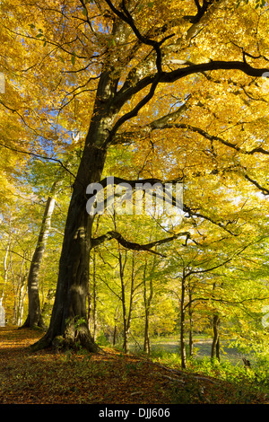 Autumn colours in Hovingham Woods Stock Photo