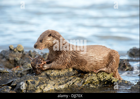 Otter (Lutra lutra), UK Stock Photo