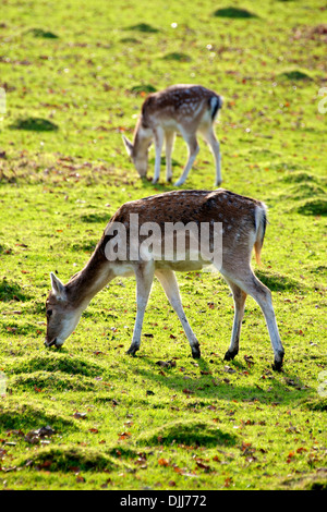 Silka Deer Cervus Nippon grazing in a field near Dorking in Surrey Stock Photo