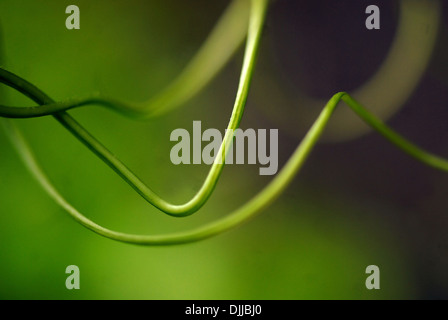 Bryonia dioica / Bryony Stock Photo