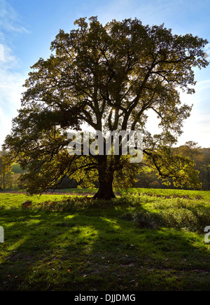 English Oak Quercus robur tree seen against low autumn sunlight in autumn Stock Photo