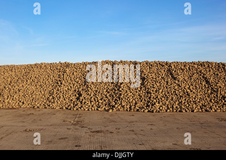 Newly harvested sugar beet awaiting collection in a concrete yard under a blue sky in autumn, fall Stock Photo