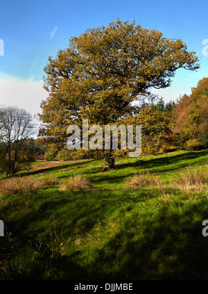English Oak Quercus Robur in autumn foliage Wiltshire UK Stock Photo