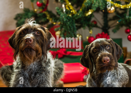 Adult and puppy German wire-haired pointers, Christmas tree and gifts on background, horizon format Stock Photo