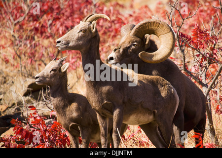 Family Of Bighorn Sheep In Swakane Area, Fall Colors, Columbia Valley, Washington, Usa Stock Photo