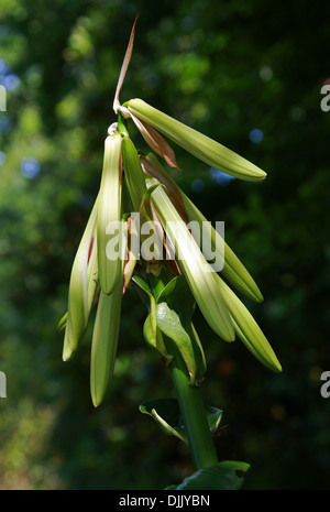 Giant Himalayan Lily, Cardiocrinum giganteum, Liliaceae. Forest Glades in the Himalayas, Japan and China. Stock Photo