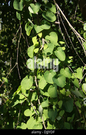 Weeping Katsura Tree, Cercidiphyllum japonicum f. pendulum, Cercidiphyllaceae. China and Japan. Aka Candyfloss Tree. Stock Photo