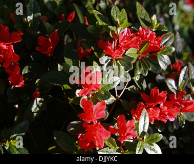 Rhododendron 'Red Fountain', Ericaceae. Stock Photo