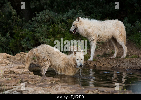 Pair of wolves of the Alaskan Tundra cooling in a pond, Wolf park, Antequera, Malaga, Andalusia, Spain Stock Photo