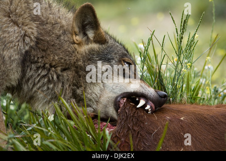 Iberian wolf eating. Wolf park, Antequera, Malaga, Andalusia, Spain