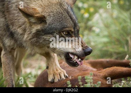 Iberian wolf eating. Wolf park, Antequera, Malaga, Andalusia, Spain Stock Photo