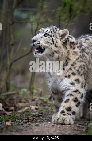 Male snow leopard cub looking up Stock Photo