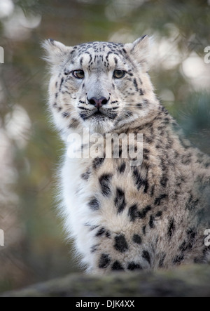 Male snow leopard cub looking towards camera Stock Photo