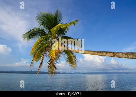 Tropical palm fringed beach in the Raja Ampat islands, West Papua Stock Photo