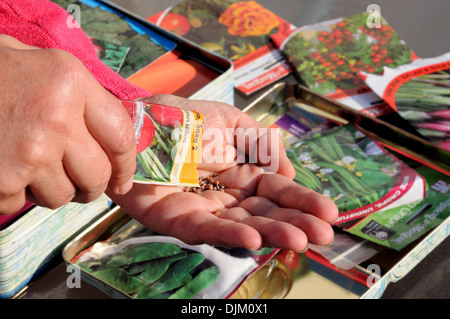 Woman shaking Radish seeds into palm of hand ready for sowing, England, UK, Western Europe. Stock Photo