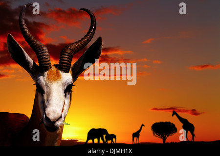 Springbok Sunset Springbok on an African savanna Stock Photo - Alamy